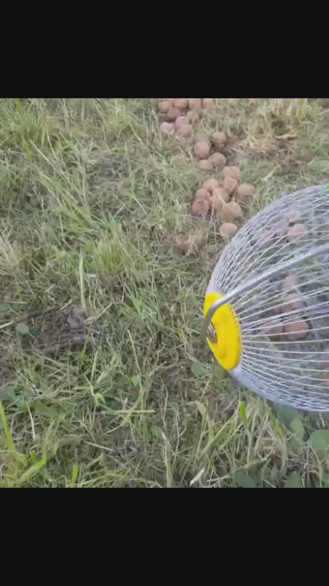 Culegător manual pentru nuci, prune, mere, castane şi alune